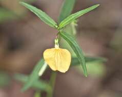 Image de Pigea stellarioides (Domin) P. I. Forst.