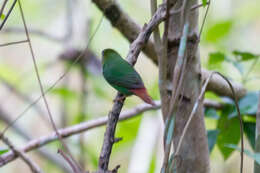 Image of Blue-faced Parrot-Finch