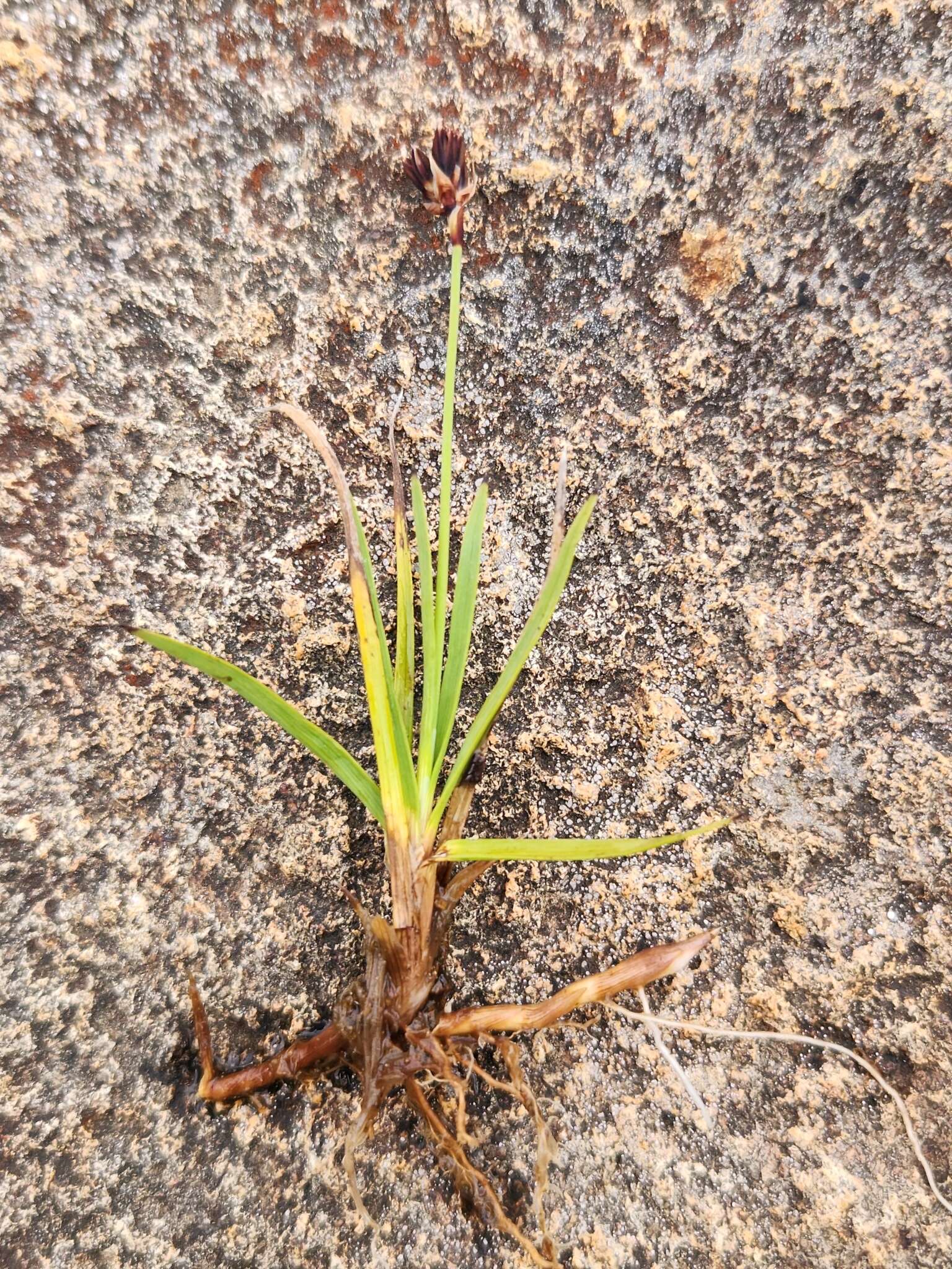 Слика од Juncus falcatus E. Mey.