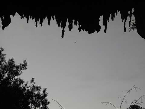 Image of Pied bats; Wattled bats.