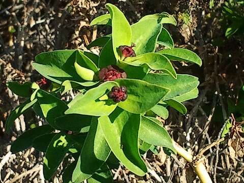 Image of Euphorbia portulacoides L.