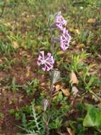 Image of Silene colorata Poir.