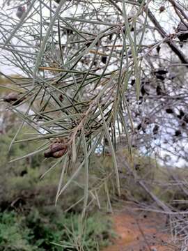 Image of Hakea leucoptera R. Br.