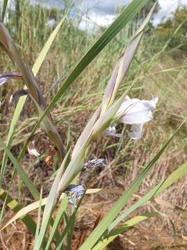 Image of Gladiolus rehmannii Baker