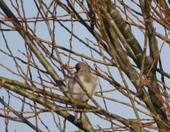 Carduelis carduelis caniceps Vigors 1831的圖片