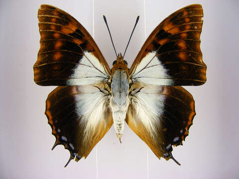 Imagem de Charaxes lactetinctus Karsch 1892