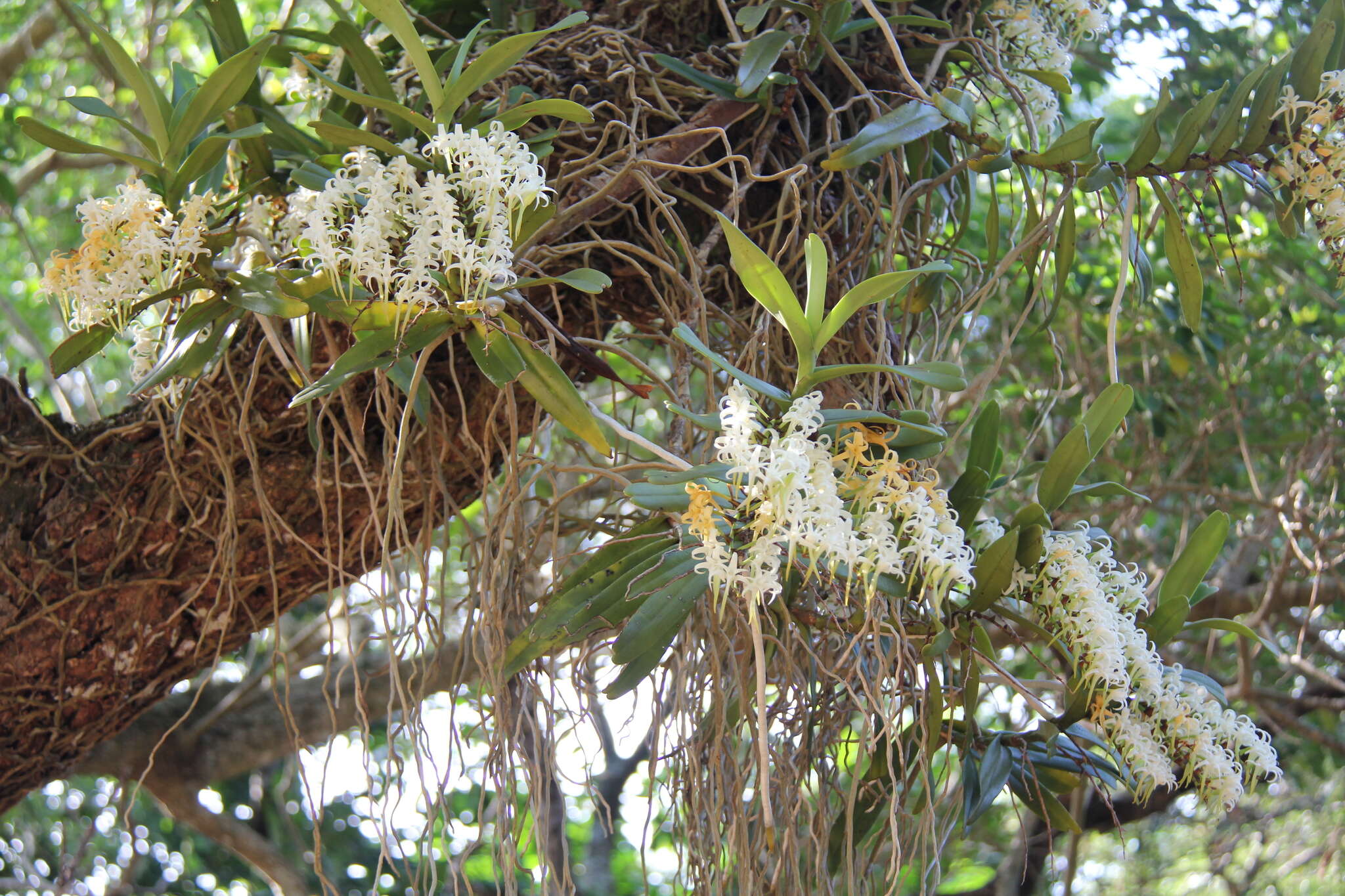 Image of Cyrtorchis arcuata (Lindl.) Schltr.