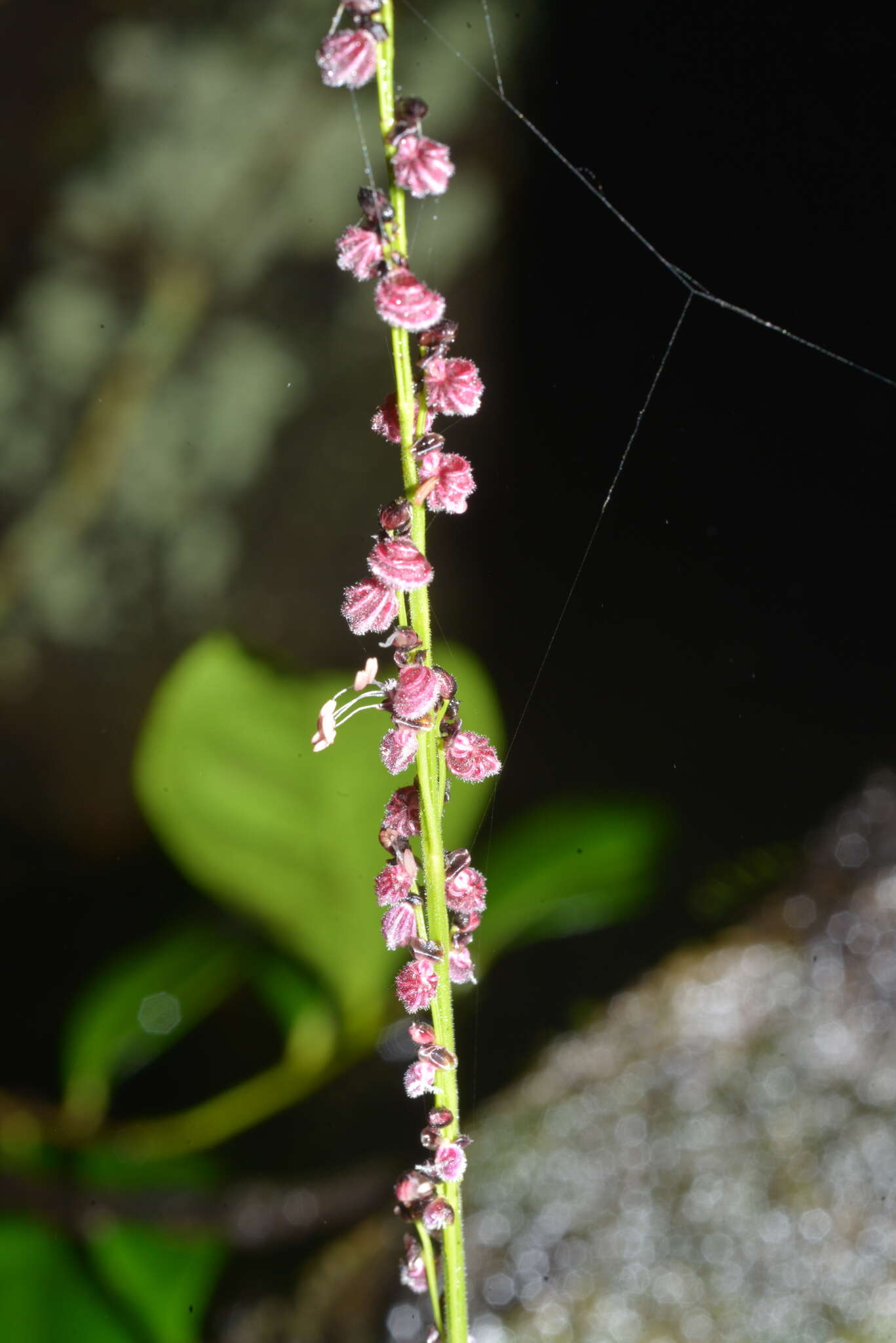 Image of Leptaspis banksii R. Br.