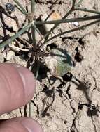 Image of Pahrump Valley buckwheat