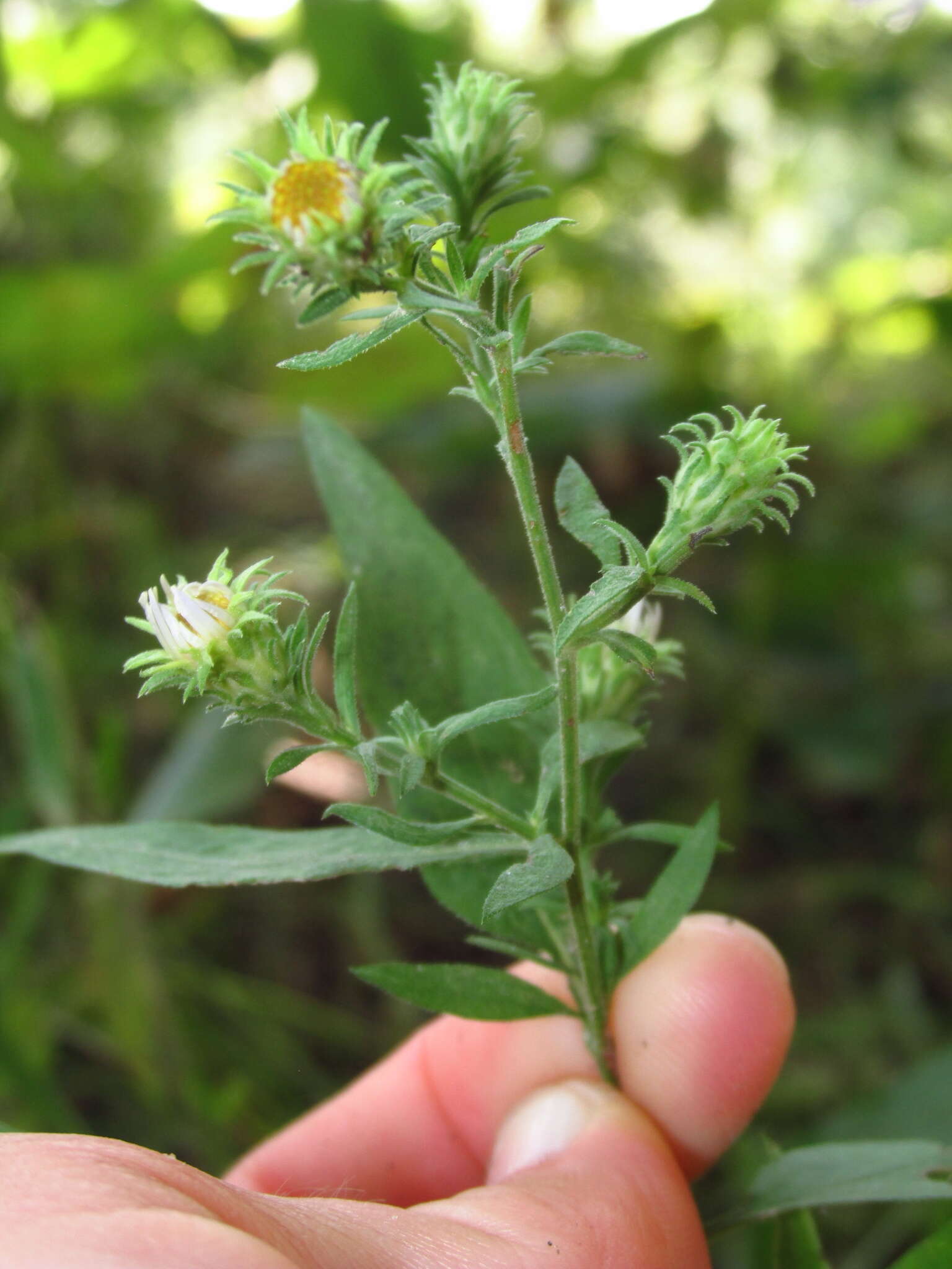 Image of manyray aster