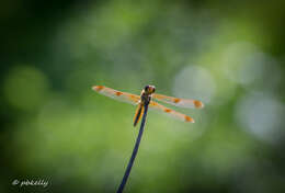 Image of Painted Skimmer