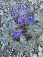 Image of Delphinium glareosum subsp. glareosum