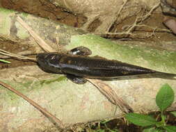 Image of Borneo algae-eater