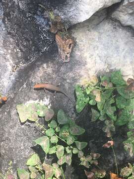 Image of Allapalli Grass Skink