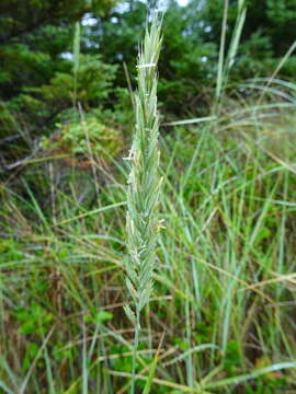 Sivun Thinopyrum pycnanthum (Godr.) Barkworth kuva