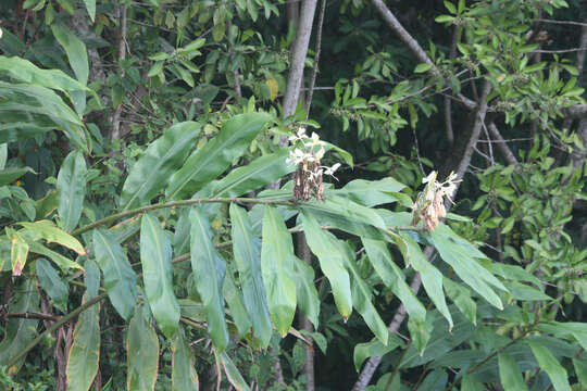 Image of white garland-lily