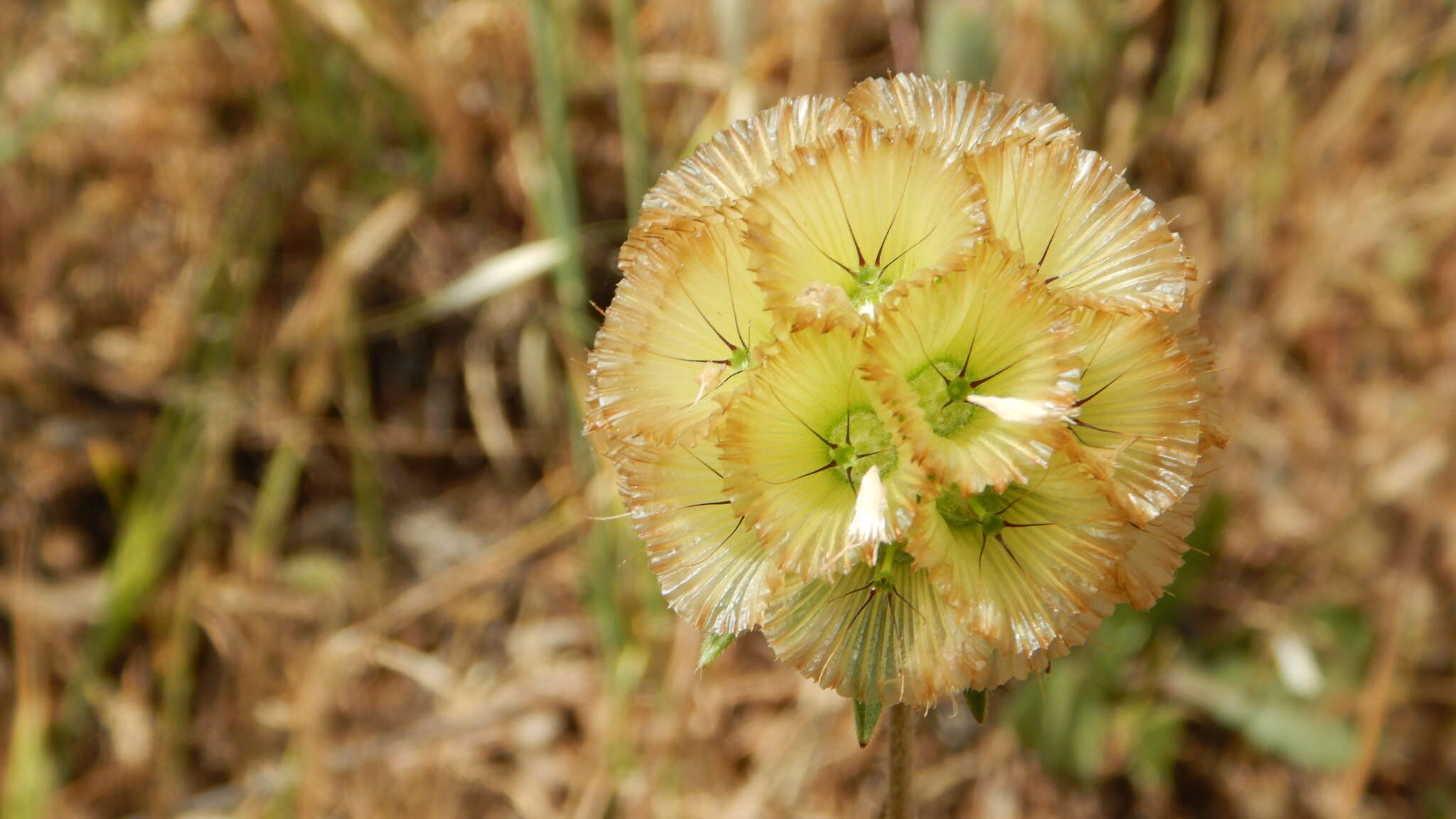 Image of Lomelosia prolifera (L.) W. Greuter & Burdet