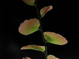 Image of Adiantum soboliferum Wall.