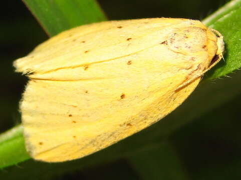 Image of Stigmatophora flava Bremer & Grey 1852