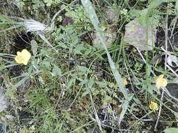 Image of Hemimeris racemosa (Houtt.) Merrill