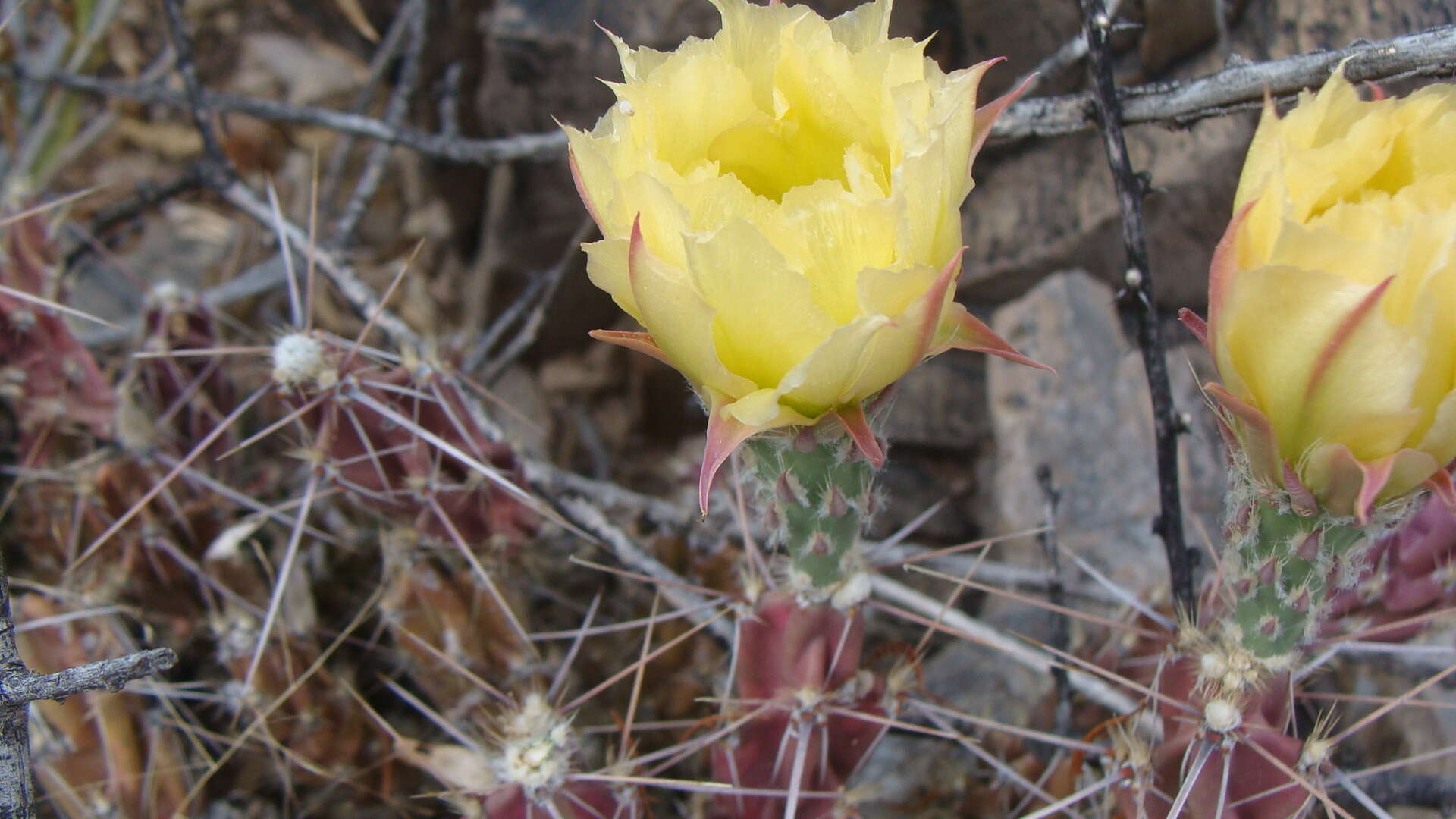 Image of Schott's Prickly-pear Cactus