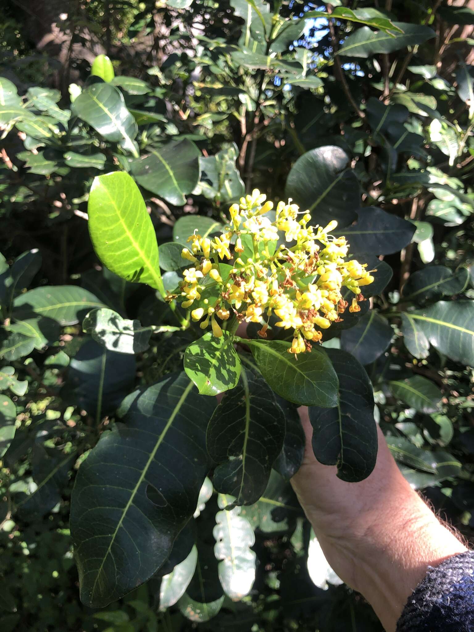 Image of Psychotria capensis subsp. capensis