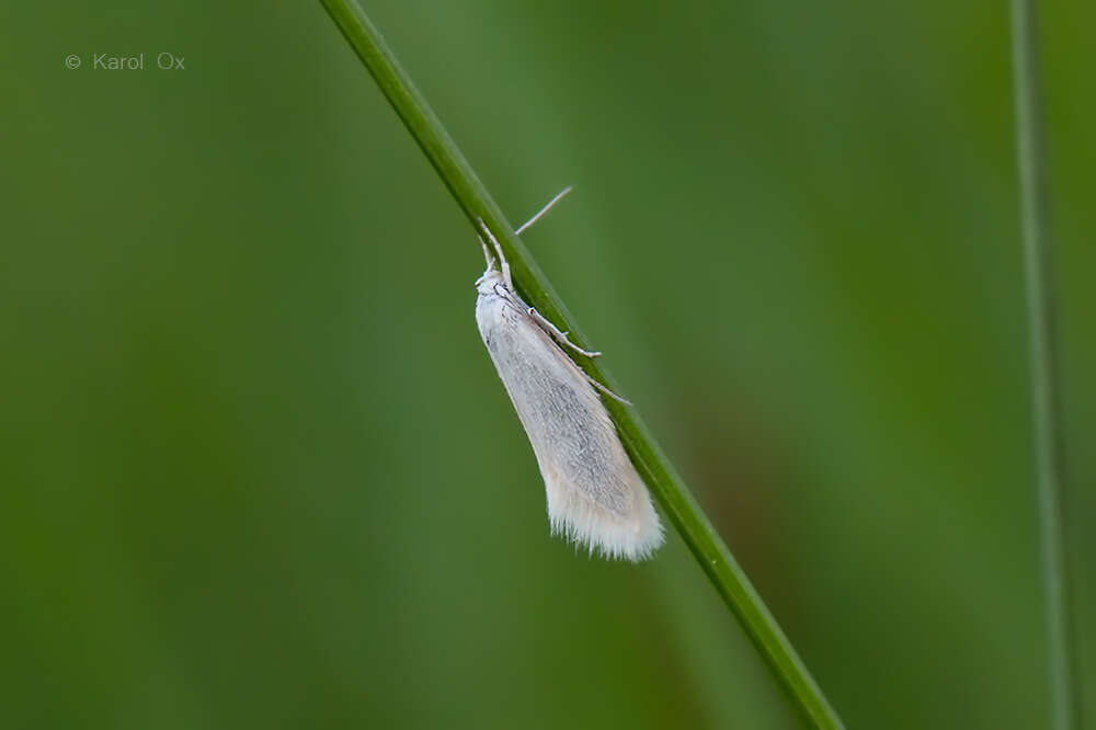 Image of Elachista argentella Clerck