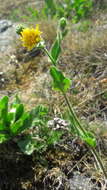 Imagem de Hieracium amplexicaule L.