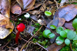 Слика од Hygrocybe rubrocarnosa (G. Stev.) E. Horak 1971