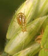 Image of Aphid