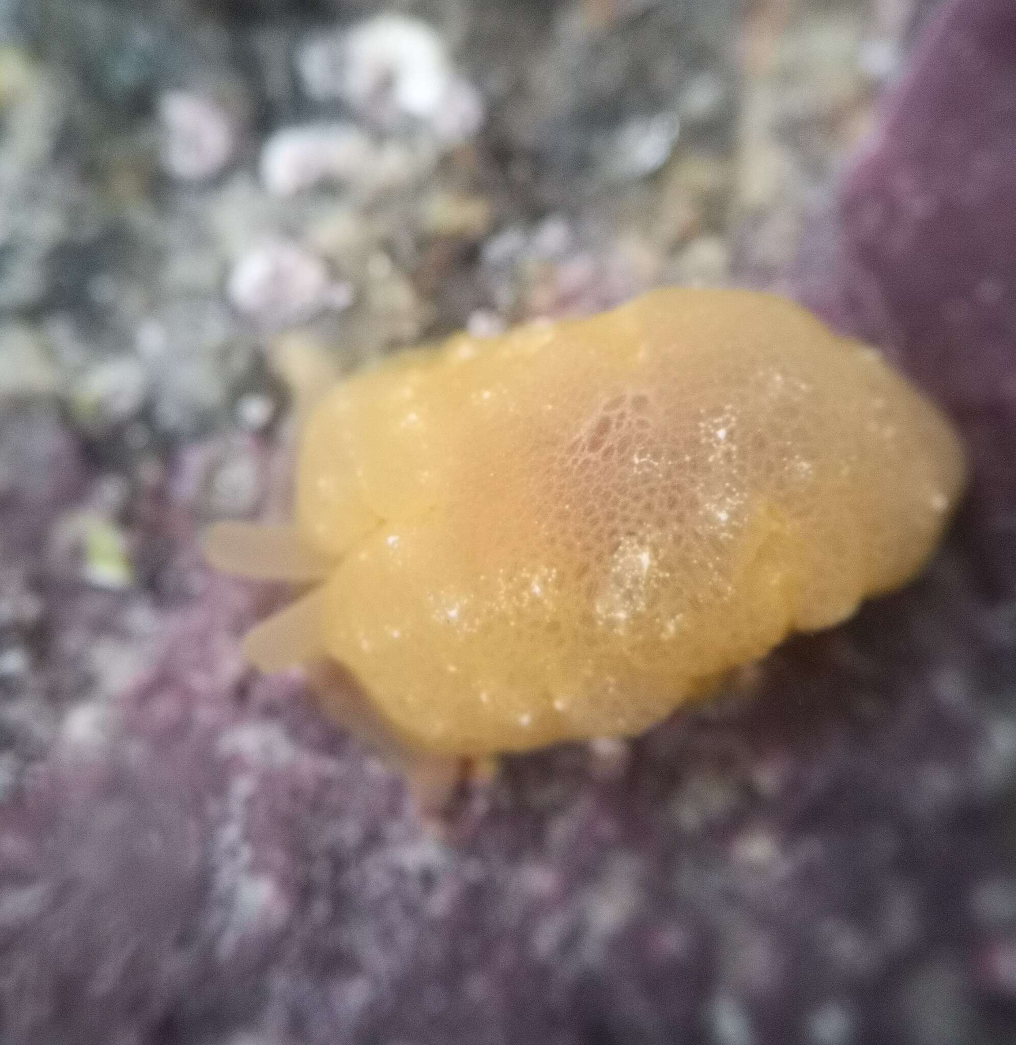 Image of yellow-plumed sea slug