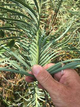 Слика од Cycas ophiolitica K. D. Hill