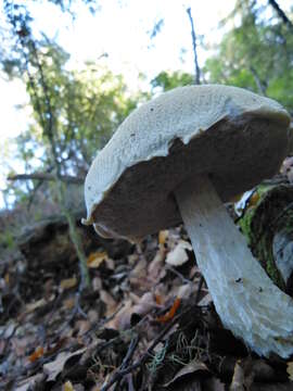 Image de Fistulinella nivea (G. Stev.) Singer 1983