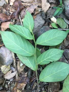 Image of Alangium polyosmoides subsp. tomentosum