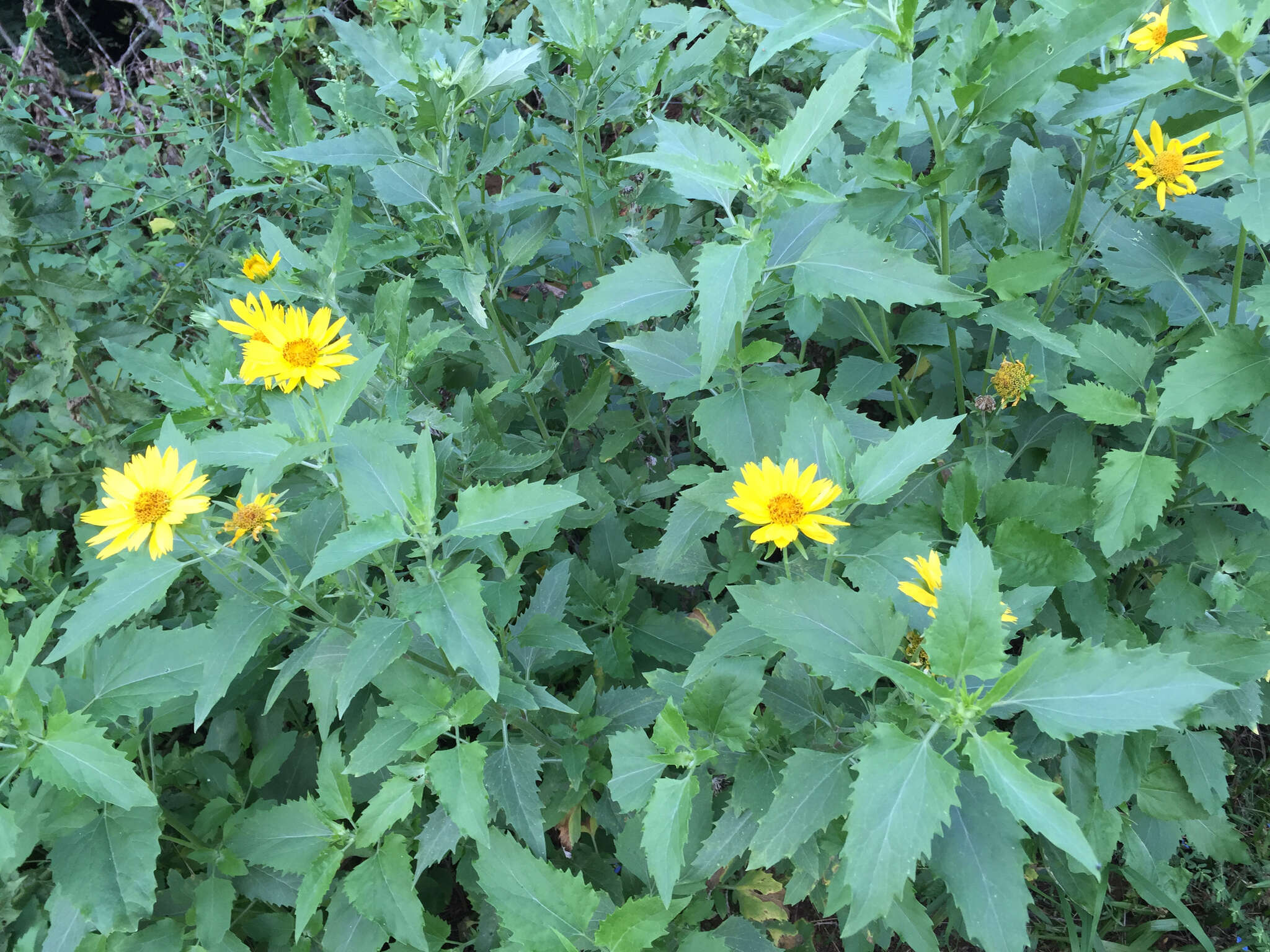 Image of Golden Crownbeard