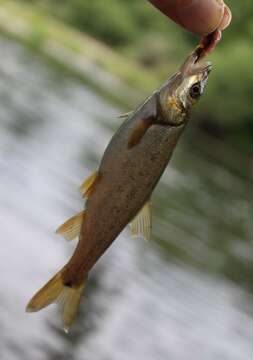 Image of Northern Pikeminnow