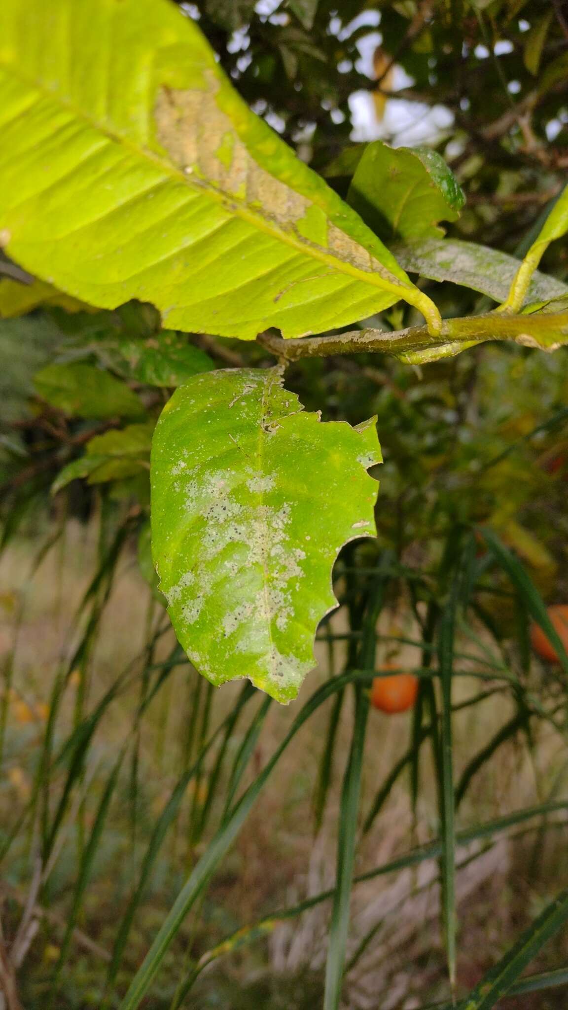 Image of Citrus limonia Osbeck