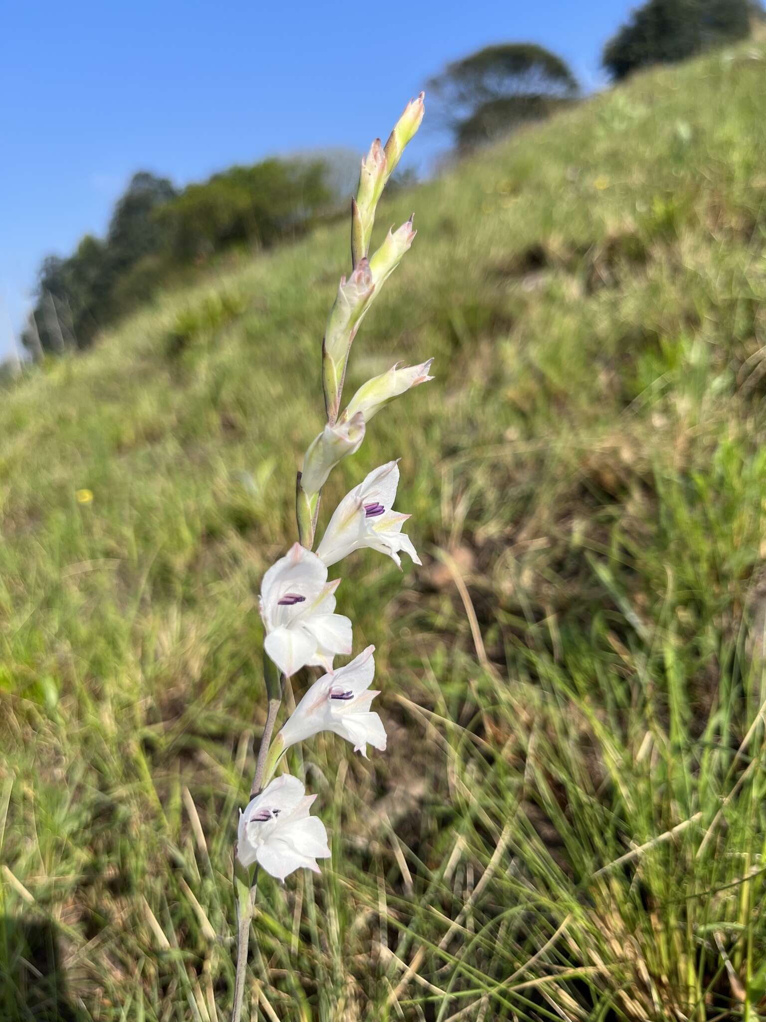 Imagem de Gladiolus inandensis Baker