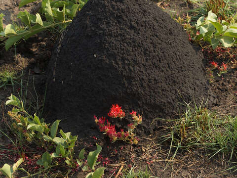 Image of Combretum platypetalum subsp. platypetalum