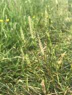 Image of Crested dogstail grass