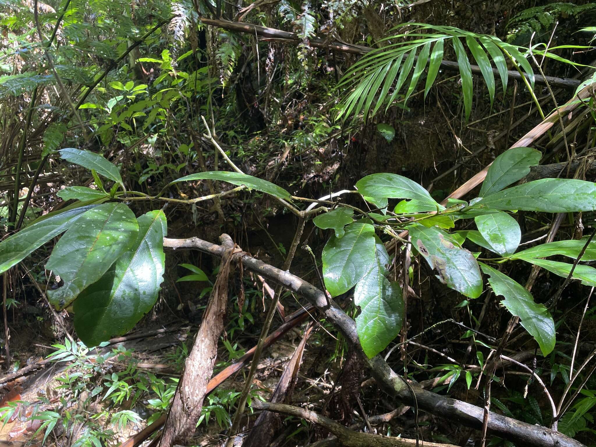 صورة Cordia borinquensis Urb.