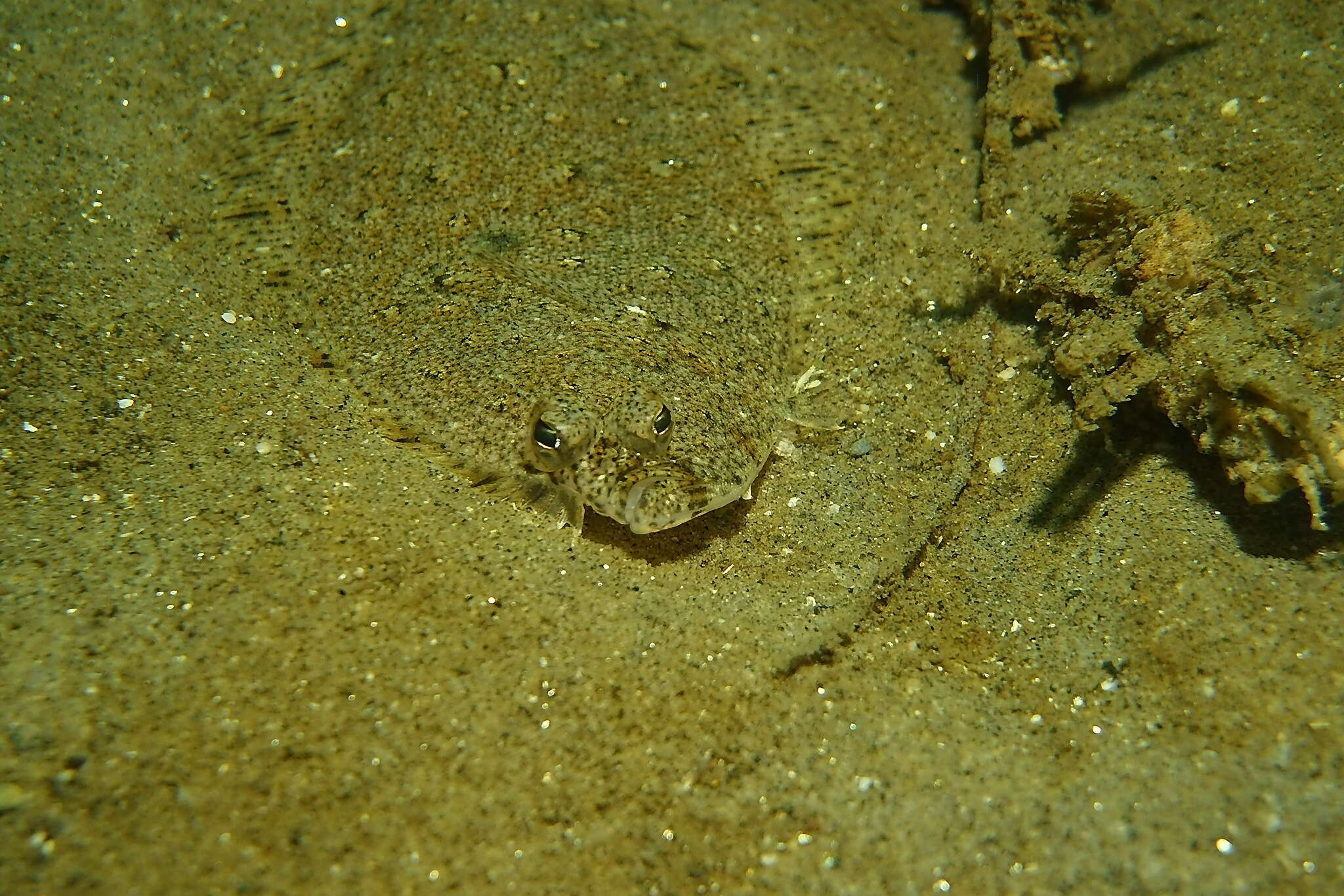 Image of Speckled sanddab