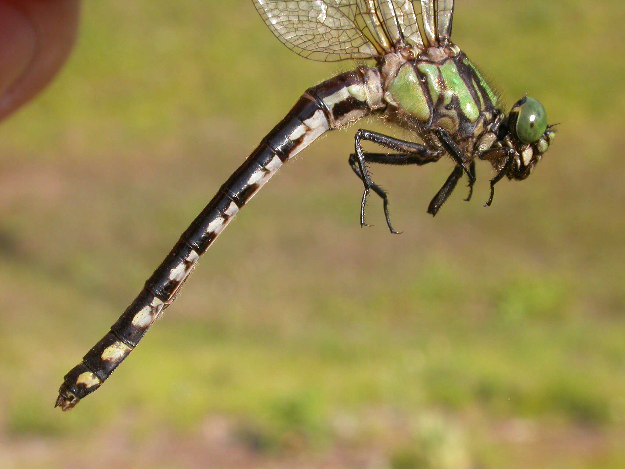 صورة Ophiogomphus anomalus Harvey 1898