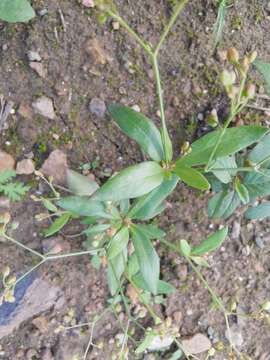 Imagem de Trigastrotheca pentaphylla (L.) Thulin