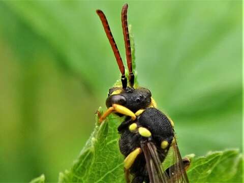 Image de Nomada succincta Panzer 1798