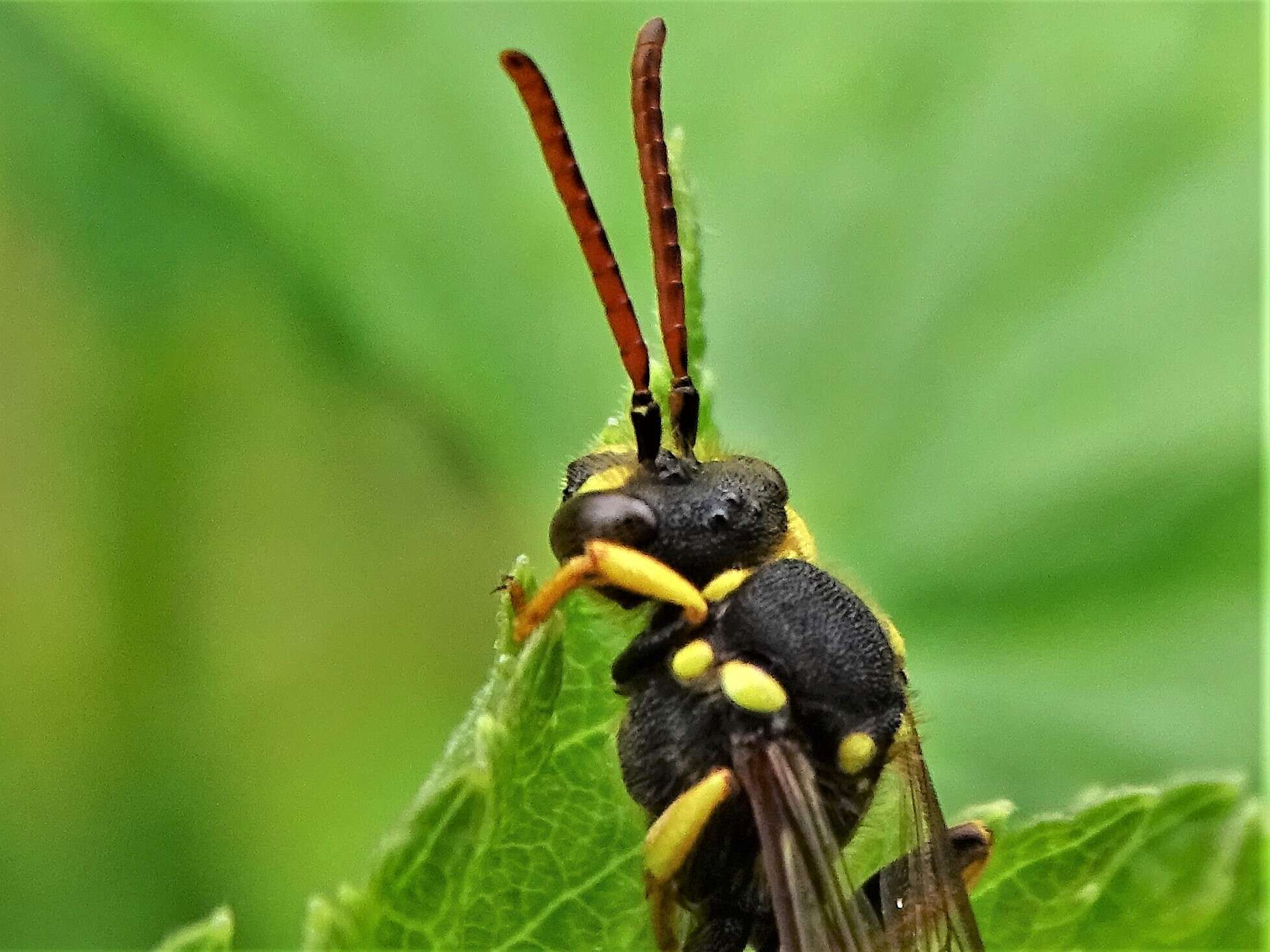 Image of Nomada succincta Panzer 1798