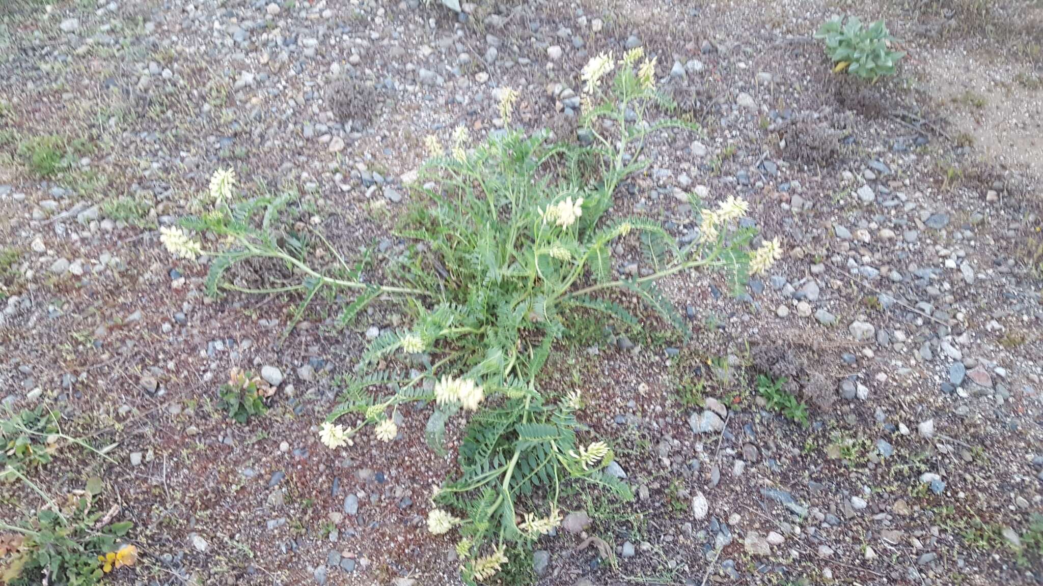 Image of Pomona milkvetch