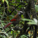 Image of Red-faced Laughingthrush