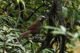 صورة Trochalopteron formosum Verreaux & J 1869