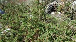 Image de Epilobium canum subsp. latifolium (Hook.) P. H. Raven